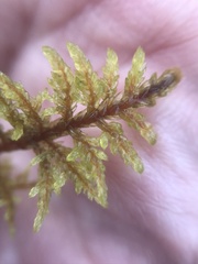 Hylocomium splendens