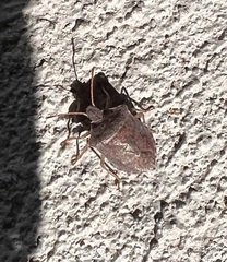 Carpocorini