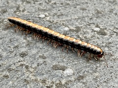 Diplopoda