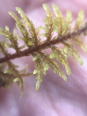 Hylocomium splendens