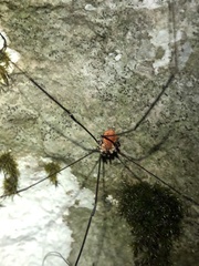 Leiobunum limbatum