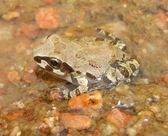 Pseudacris streckeri