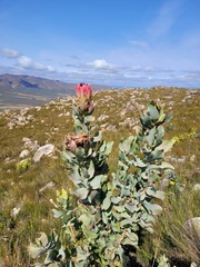Protea eximia