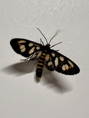 Amata annulata