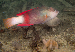 Notolabrus gymnogenis