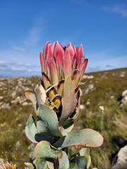 Protea eximia