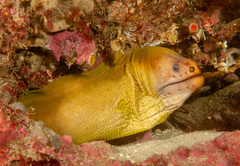 Gymnothorax prasinus