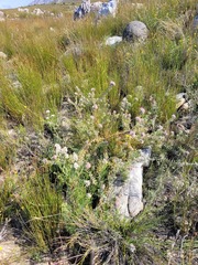 Leucospermum wittebergense