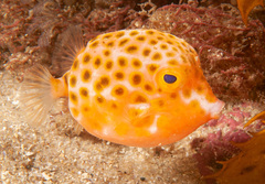 Anoplocapros inermis