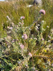 Leucospermum wittebergense
