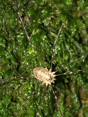 Amilenus aurantiacus
