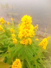 Lysimachia davurica