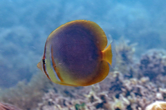 Chaetodon aureofasciatus