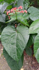 Clerodendrum japonicum