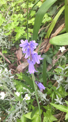 Hyacinthoides