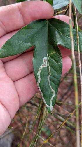 Tropicomyia passiflorella