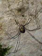 Leiobunum limbatum
