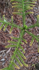 Araucaria columnaris