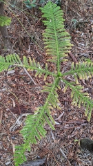 Araucaria columnaris