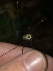 Leiobunum limbatum
