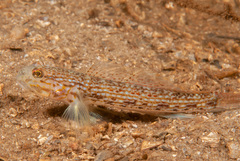 Istigobius hoesei