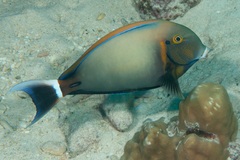 Acanthurus bariene