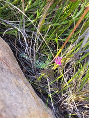 Indigofera declinata