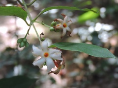 Nyctanthes arbor-tristis