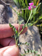Indigofera declinata
