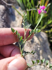 Indigofera declinata