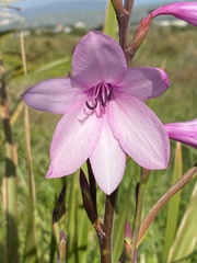 Watsonia borbonica