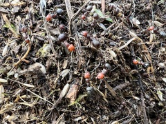 Formica integra