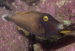 Eubalichthys bucephalus