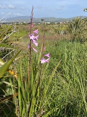 Watsonia borbonica