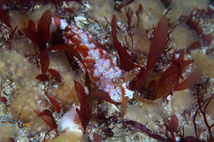 Baeolidia australis
