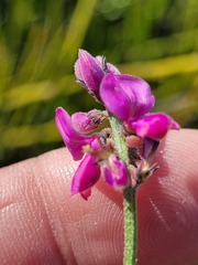 Indigofera declinata