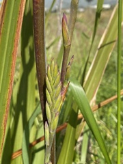 Watsonia borbonica