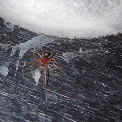 Steatoda nobilis