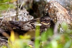 Satanic Nightjar photo 1