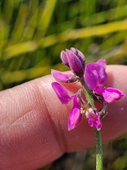 Indigofera declinata