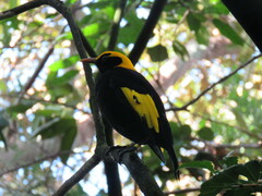 Sericulus chrysocephalus