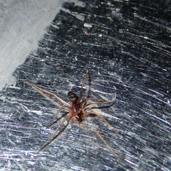 Steatoda nobilis