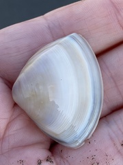 Crassula aequilatera