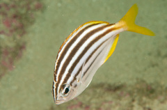 Atypichthys strigatus
