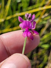 Indigofera declinata