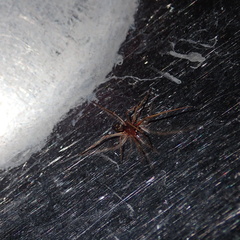 Steatoda nobilis