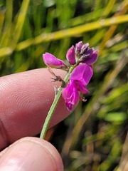 Indigofera declinata
