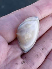 Crassula aequilatera