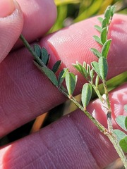 Indigofera declinata