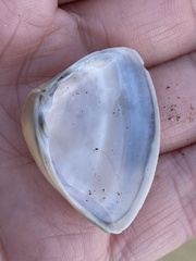 Crassula aequilatera